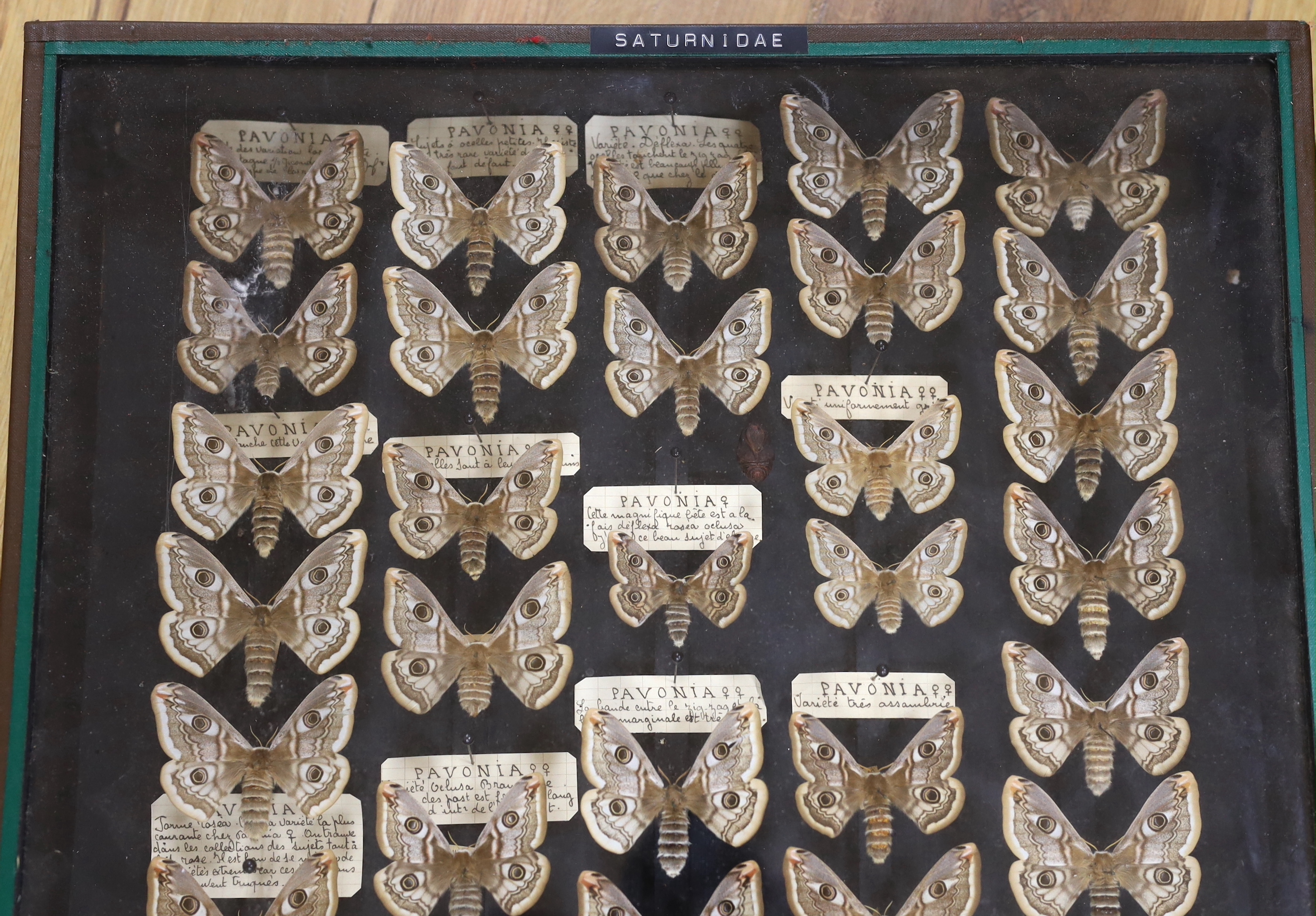 A glazed case of specimen moths, “Saturnia pavonia’, 43.5cm x 53cm